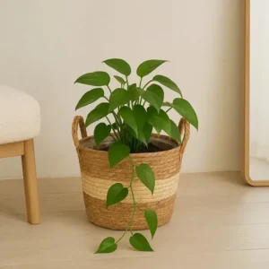 Cesto de palha cachepot decoração chic boho rustico moderno natural cachepo para plantas e organização decora ambientes